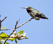 Broad tailed Hummingbird 0598